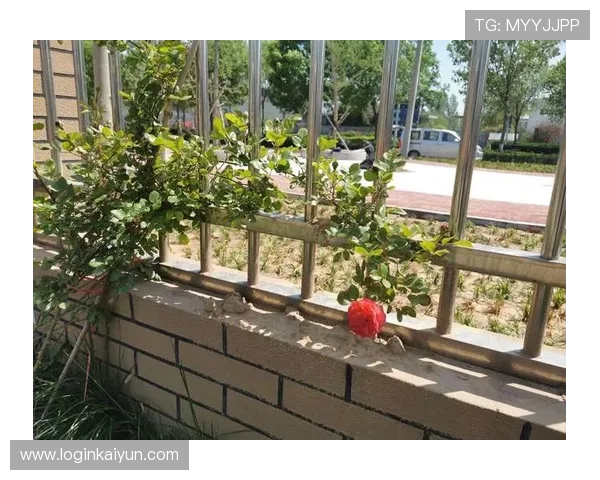 探索开云体云APP登录入口的便捷登录方法与用户评价 探索开云体云APP登录入口的便捷登录方法与用户评价